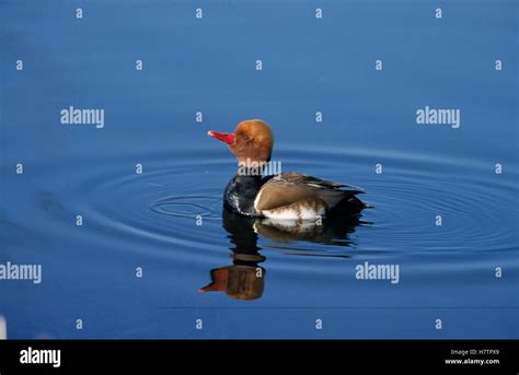 Red Crested Pochard Netta Rufina Male Europe Stock Photo Alamy