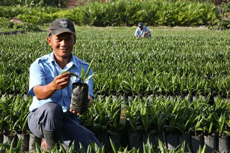 Asian Agri Helps Smallholders Replant Provides Superior Topaz Oil Palm