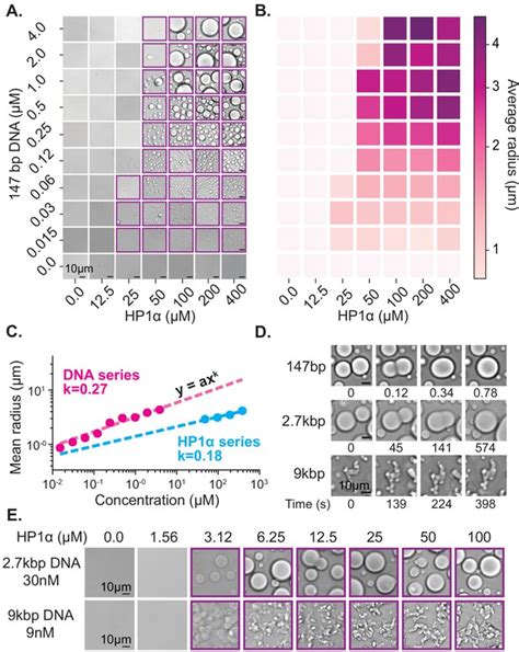 Figures And Data In HP1 Proteins Compact DNA Into Mechanically And