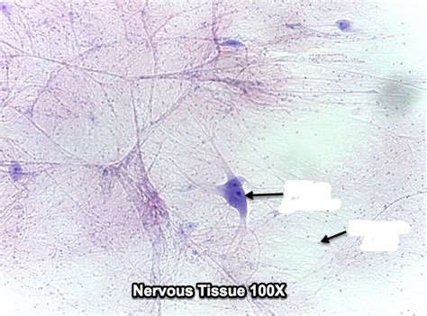 Chapter 13 Neural Tissue Diagram Quizlet