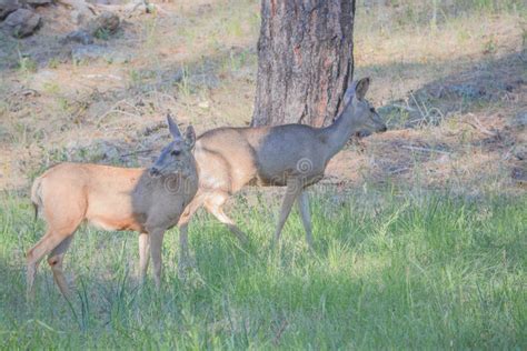 Doe Mule Deer Grazing in Kaibab National Forest, Arizona Stock Photo - Image of landscape ...