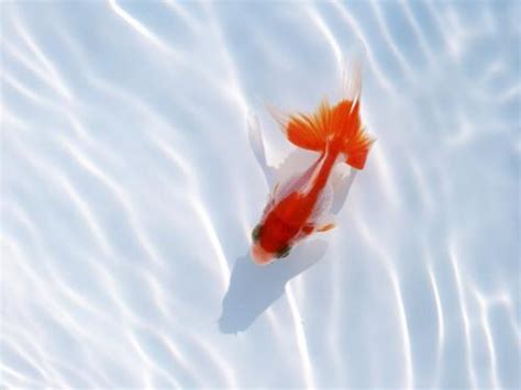 Animated Goldfish Wallpapers And Screensaver Wallpapersafari