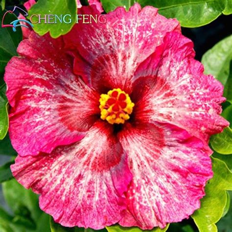 Hibiscus Seeds 24kinds Mix Color Hibiscus Plant Hibiscus Rosa Sinensis Beautiful Flowers