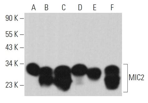 MIC2 Antibody F 8 SCBT Santa Cruz Biotechnology