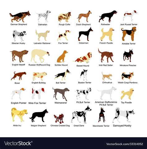 Large dog breed set collection Royalty Free Vector Image