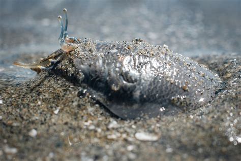 Magnificent Mole Crabs on the West Coast! - Island Nature