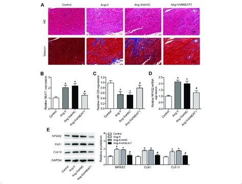 Neat Knockdown Attenuates The Ang Ii Induced Atrial Fibrosis In