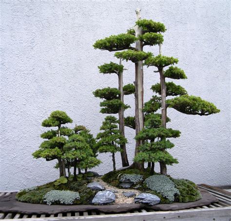 The Most Beautiful Bonsai Forest Plantings