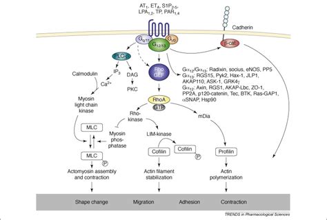 G12 G13 Mediated Signalling In Mammalian Physiology And Disease Trends