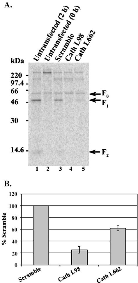 Figure 2 From A Mature And Fusogenic Form Of The Nipah Virus Fusion