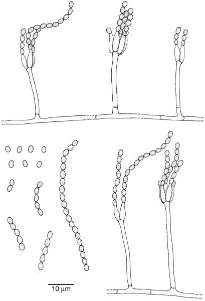 Penicillium Decumbens Atlas Of Clinical Fungi