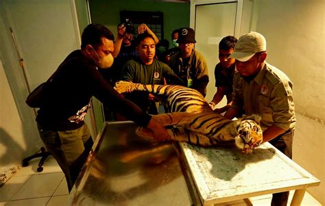 Ini Hasil Nekropsi Harimau Sumatra Yang Mati Terjerat Perangkap Babi Di