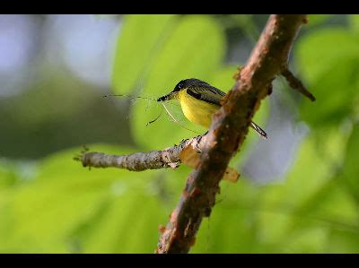 Tyrant Flycatcher - Common Tody-Flycatcher Information for Kids