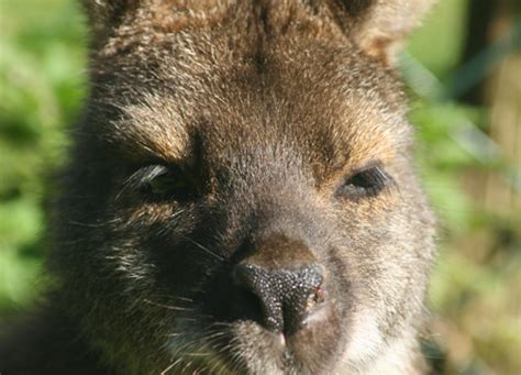 Tierwelt Herberstein Bennett K Nguru