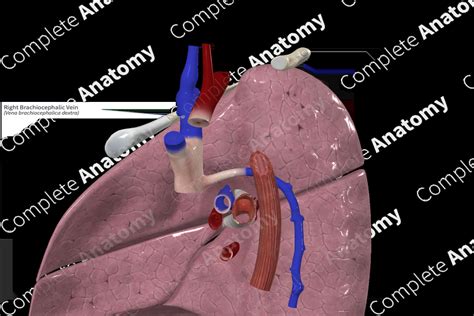 Right Brachiocephalic Vein | Complete Anatomy