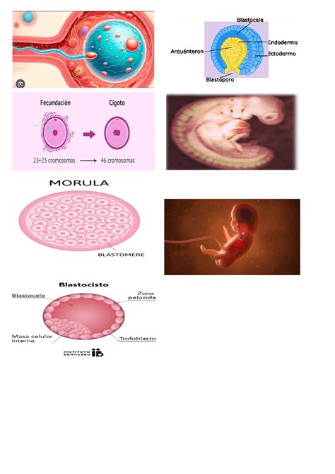 Esquema Etapas Desarrollo Embrionario Esquemas Y Mapas Conceptuales Images