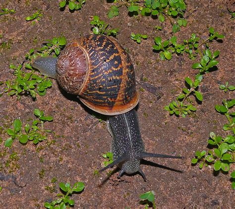 The Ultimate Guide to Creating the Perfect Snail Habitat