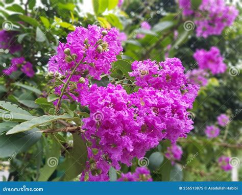 Lilac And Green Leaves Background Image Treeand X27 S Stock Image Image Of Garden Leaf 256513875