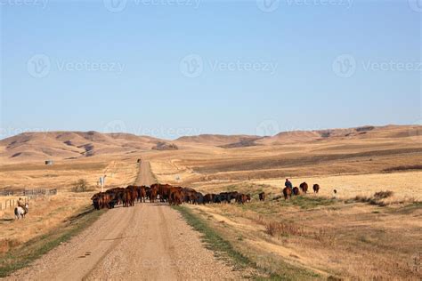 Cattle Drive Stock Photos, Images and Backgrounds for Free Download