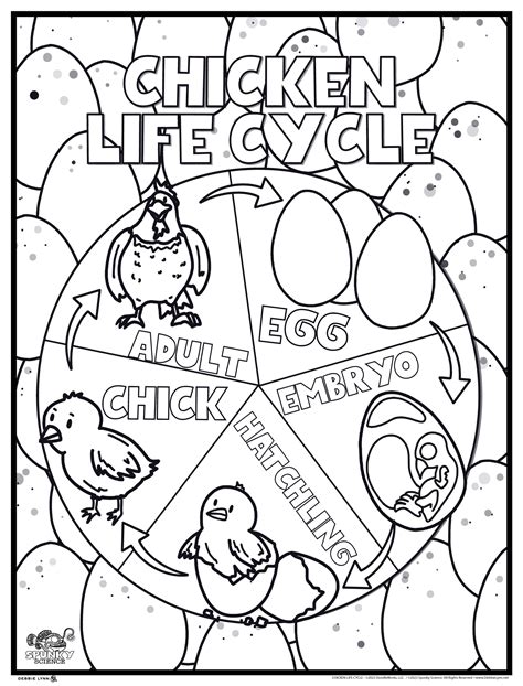 Chicken Life Cycle Spunky Science Personalized Giant Coloring Poster 4 ...