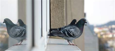 Bird Mitigation - Western Pest Services