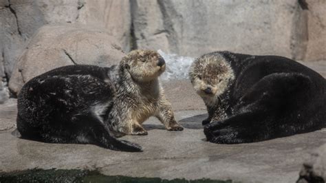 Sea Otters Monterey Bay Aquarium Raising Orphaned Pups