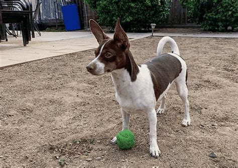 Rat Terrier Dachshund Mix The Tiny Turbulent Troublemaker