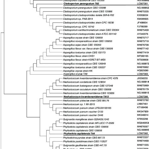 Phylogenetic Tree Showing The Relationships Of Antibacterial Endophytic