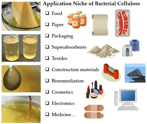 Polymers Free Full Text From Nature To Lab Sustainable Bacterial