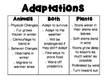 Adaptation Anchor Chart By Mrs Parkers Second Grade Tpt Hot Sex