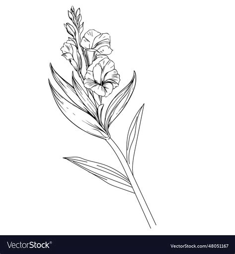 Black gladiolus tattoo minimalist Royalty Free Vector Image