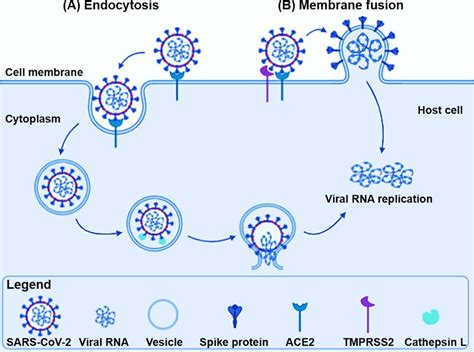 What Is The Virus Spike Protein Why Are Mutations Important