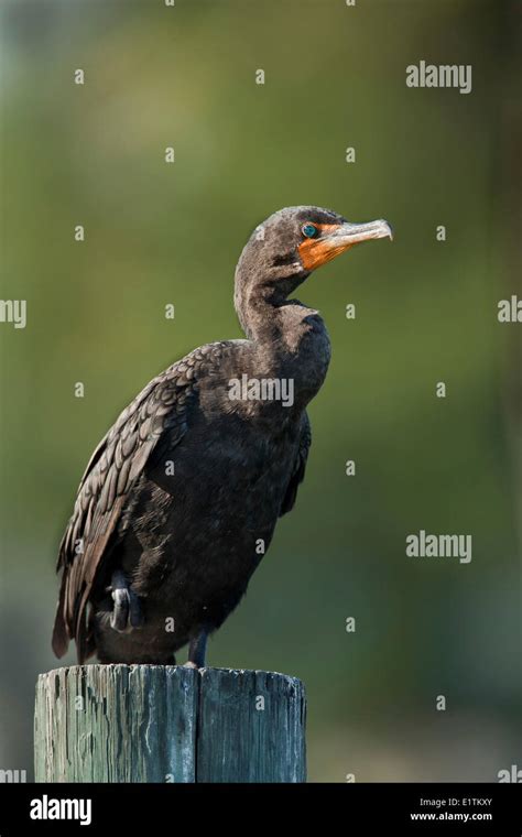 Double Crested Cormorant Hi Res Stock Photography And Images Alamy