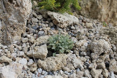 Cancrinia Tianshanica North American Rock Garden Society