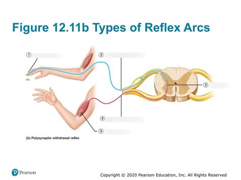 Figure B Types Of Reflex Arcs Diagram Quizlet