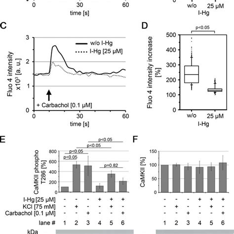 I Hg Reduces Ca 2 Signalling In SH SY5Y Neurons Intracellular Ca 2