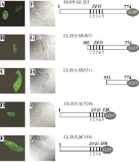 Glis Localizes Primarily To The Nucleus Plasmids Pegfp Glis A And