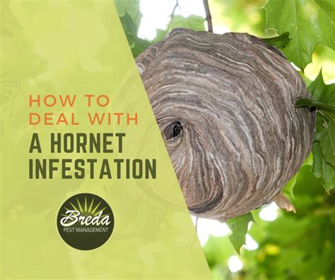 How To Deal With A Hornet Infestation Breda Pest Management