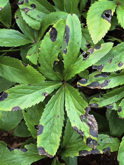 Hellebore Leaves