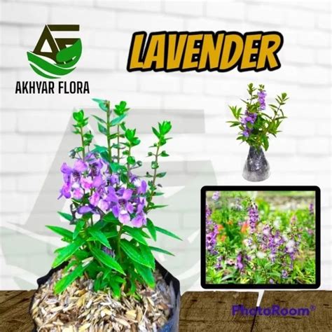 Jual Tanaman Lavender Pengusir Nyamuk Bunga Lavender Angeline Shopee