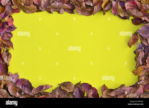 Fall leaves no background hi-res stock photography and images - Alamy