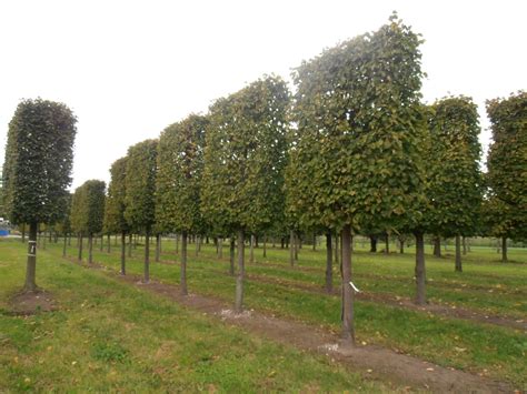 Tilia ×europaea Hollandse Linde Gewone Linde Van Den Berk