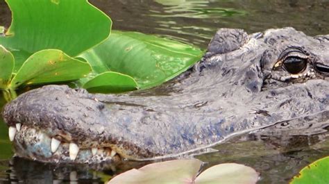 Everglades National Park In Florida Auf Den Spuren Der Trails