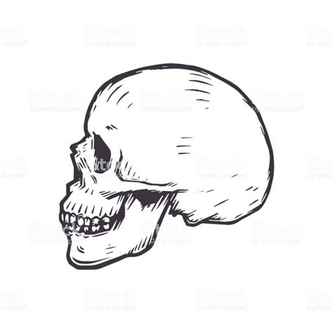 Skull Side View Vector at Vectorified.com | Collection of Skull Side ...