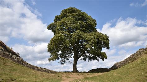 Remembering the Sycamore Gap Tree FOLLOWING HADRIAN - WikisPost