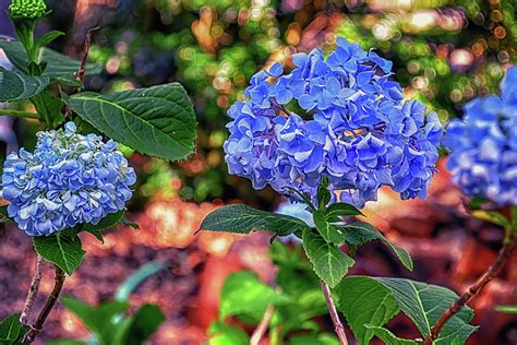 Blue Hydrangeas Photograph by Rebecca Carr - Pixels