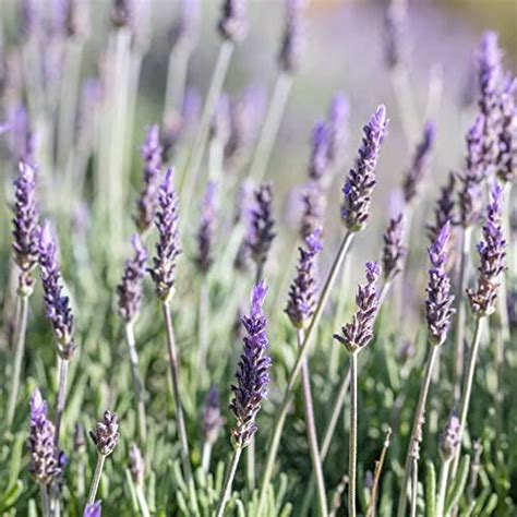 Lavandula Angustifolia Plant