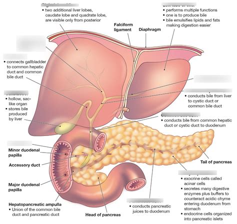 Pancreas Liver And Gallbladder Diagram Diagram Quizlet Hot Sex Picture