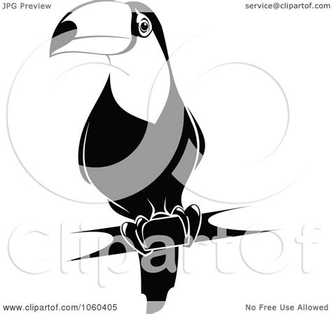 Royalty Free Vector Clip Art Illustration Of A Black And White Toucan