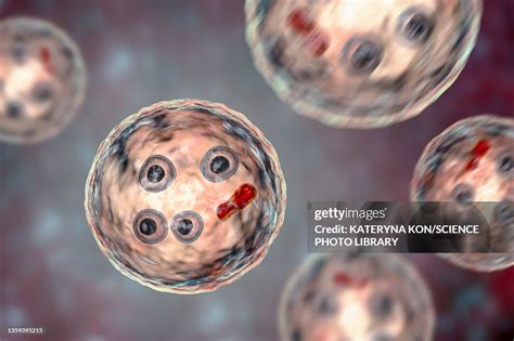 Cysts Of Entamoeba Histolytica Protozoan Illustration High Res Vector Graphic Getty Images